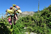 PIZZO ARERA (2512 m) ad anello, salito dalla cresta est e sceso dalla sud il 26 giugno 2018 - FOTOGALLERY